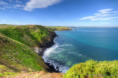 Phillip Island Penguin And Koala Highlights Day-Trip From Melbourne - Accommodation Newcastle 5