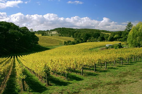 McLaren Vale And Glenelg Wine Tasting And Sightseeing (Half-day Afternoon) - Accommodation Newcastle 4