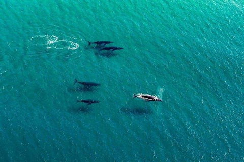 40-45 Minute Port Stephens And Stockton Beach Helicopter Flight - For 2 - Accommodation Newcastle 0