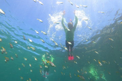 Manly Snorkel Trip And Nature Walk With Local Guide - Accommodation Newcastle 0