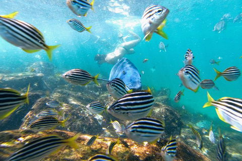 Manly Snorkel Trip And Nature Walk With Local Guide - Accommodation Newcastle 2