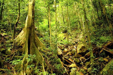 Barron Gorge And Kuranda National Park Half Day Rainforest And Waterfall 4WD Tour From Cairns - Accommodation Newcastle 4
