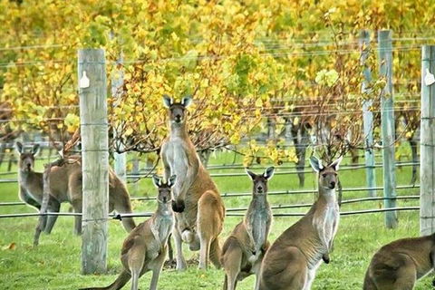 Margaret River Indulge And Discover Day Tour - Accommodation Newcastle 0