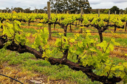 Margaret River Indulge And Discover Day Tour - Accommodation Newcastle 5