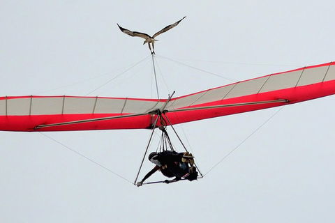 Hang Gliding With HangglideOz - Accommodation Newcastle 0