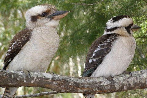 Stradbroke Island 4WD Day Trip From Brisbane - Accommodation Newcastle 3