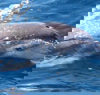 Jervis Bay Dolphin Watch Cruise - Accommodation Newcastle