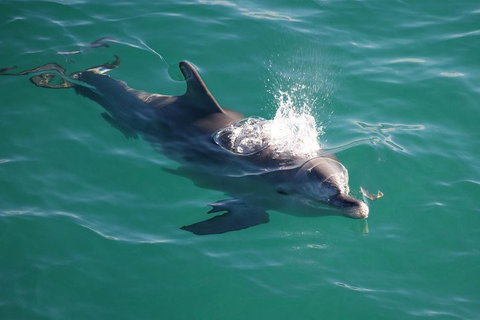 Jervis Bay Dolphin Watch Cruise - Accommodation Newcastle 1