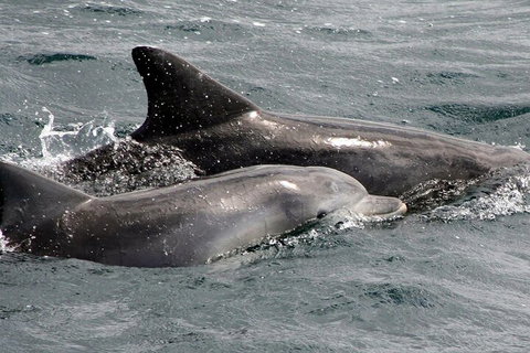 Jervis Bay Dolphin Watch Cruise - Accommodation Newcastle 2