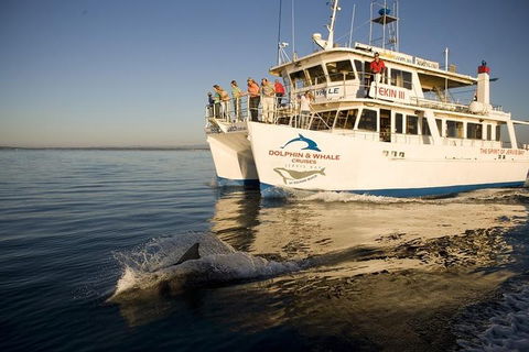 Jervis Bay Dolphin Watch Cruise - Accommodation Newcastle 3