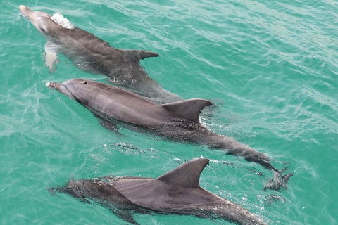 Jervis Bay Dolphin Watch Cruise - Accommodation Newcastle 5