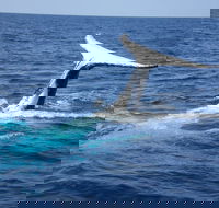 Whale Watching Jervis Bay - Accommodation Newcastle