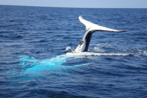Whale Watching Jervis Bay - Accommodation Newcastle 0