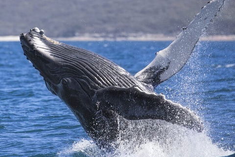 Whale Watching Jervis Bay - Accommodation Newcastle 2