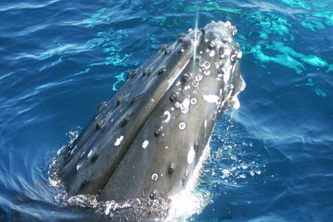 Whale Watching Jervis Bay - Accommodation Newcastle 3