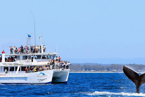 Whale Watching Jervis Bay - Accommodation Newcastle 4