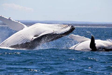 Whale Watching Jervis Bay - Accommodation Newcastle 5