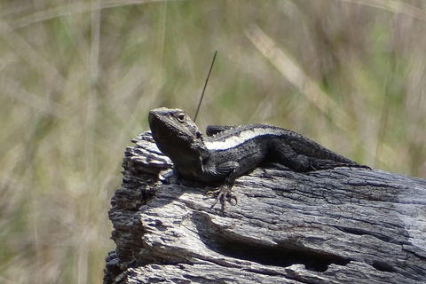 Inside The Greater Blue Mountains World Heritage - A Private Wildlife Safari Overnight - Accommodation Newcastle 2