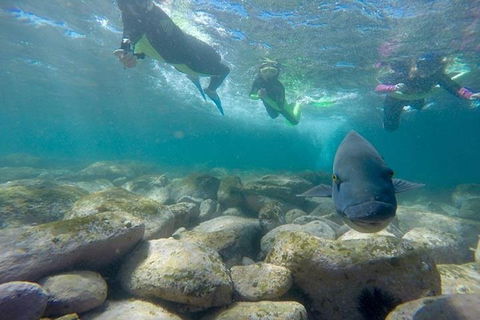 Manly And Shelly Beach Snorkeling Tour - Accommodation Newcastle 0