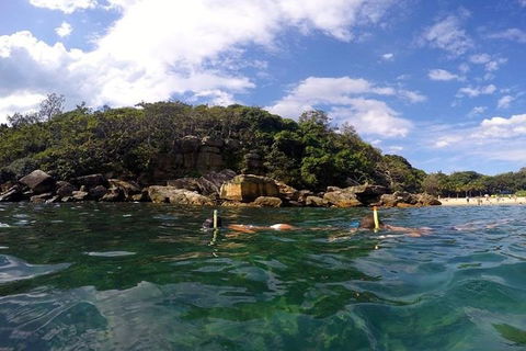 Manly And Shelly Beach Snorkeling Tour - Accommodation Newcastle 4