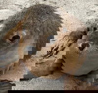 Kangaroo Island Scenic Trail Tour - Accommodation Newcastle