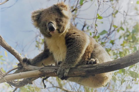 Kangaroo Island Scenic Trail Tour - Accommodation Newcastle 2
