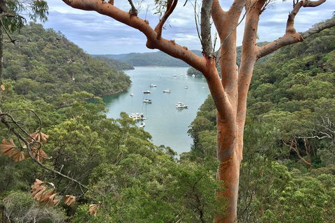 Shore Excursion: Sydney's Northern Beaches & Ku-ring-gai National Park Bus Tour - Accommodation Newcastle 1