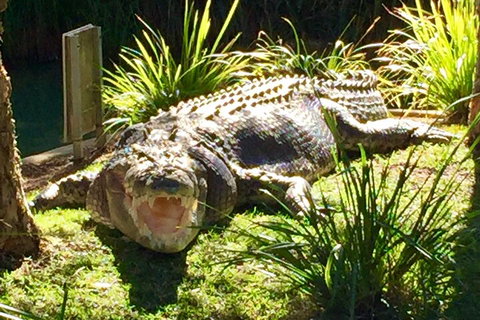 Central Coast Private Tour From Sydney, With Australian Reptile Park Option - Accommodation Newcastle 4