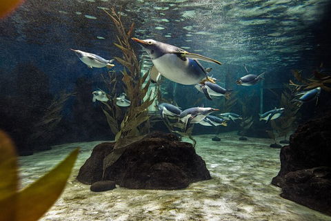 SEA LIFE Sydney Aquarium Entrance Ticket - Accommodation Newcastle 0