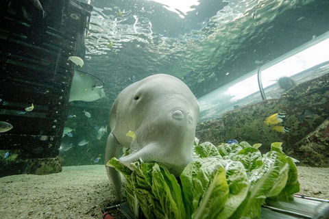 SEA LIFE Sydney Aquarium Entrance Ticket - Accommodation Newcastle 2