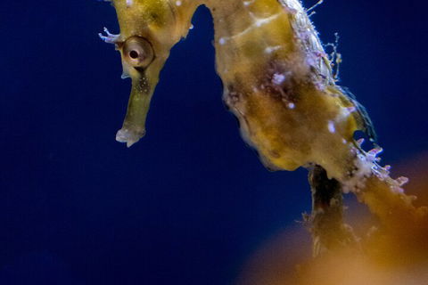 SEA LIFE Sydney Aquarium Entrance Ticket - Accommodation Newcastle 4