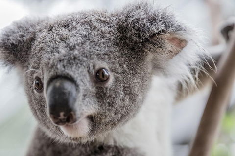 Ultimate Sydney Pass - Accommodation Newcastle 2