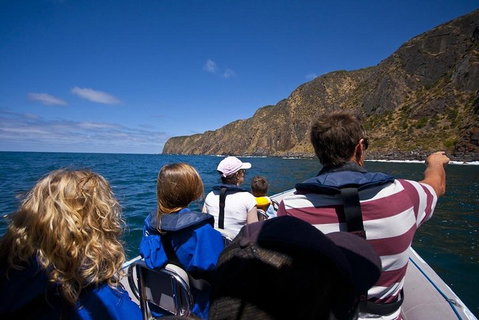 Seal Island Boat Tour From Victor Harbor - Accommodation Newcastle 0