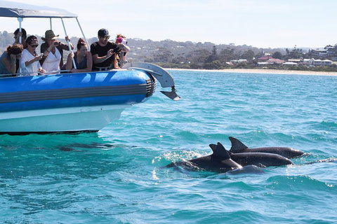 Seal Island Boat Tour From Victor Harbor - Accommodation Newcastle 5