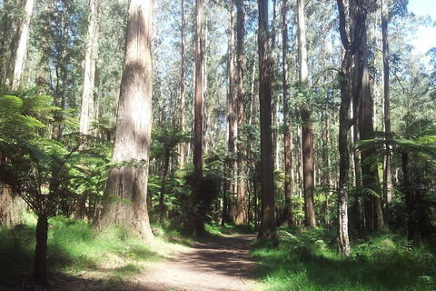 Dandenong Ranges Private Tour Including William Ricketts Sanctuary - Accommodation Newcastle 0