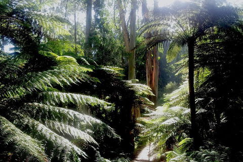 Dandenong Ranges Private Tour Including William Ricketts Sanctuary - Accommodation Newcastle 1