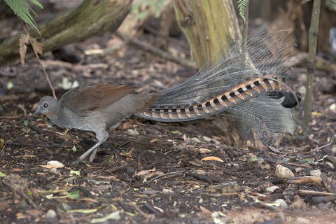 Dandenong Ranges Private Tour Including William Ricketts Sanctuary - Accommodation Newcastle 4