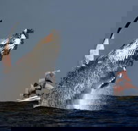 Sydney Harbour Tall Ship Whale  Sail - Whale Watching Cruise - Accommodation Newcastle