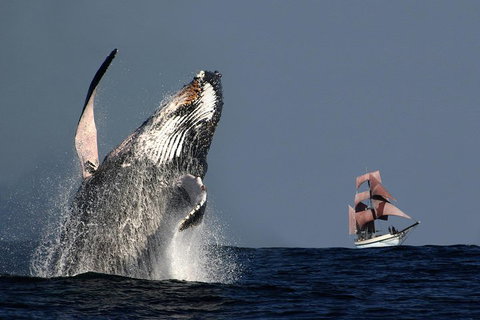 Sydney Harbour Tall Ship Whale & Sail - Whale Watching Cruise - Accommodation Newcastle 0