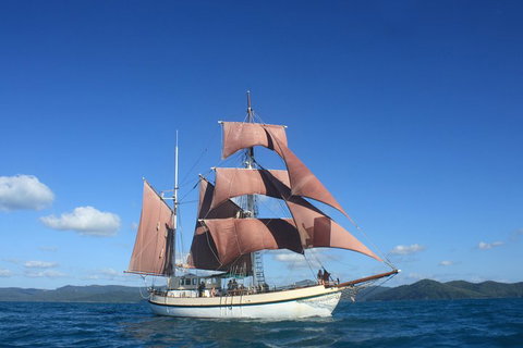 Sydney Harbour Tall Ship Whale & Sail - Whale Watching Cruise - Accommodation Newcastle 1