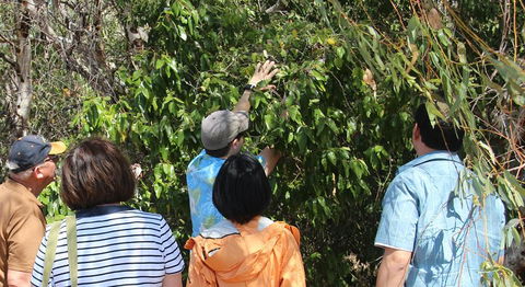 Magnetic Island Tour: Maggie Comprehensive - Accommodation Newcastle 4