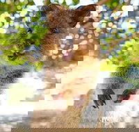 Discover Rottnest with Ferry  Bus Tour from Perth or Fremantle - Accommodation Newcastle