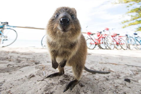 Rottnest Island Round-Trip Ferry From Perth Or Fremantle - Accommodation Newcastle 3
