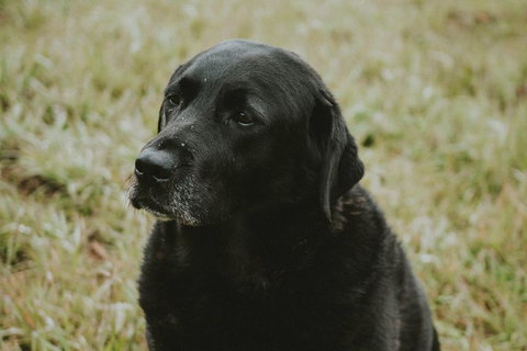 Daylesford Wine Tours: Wine, Cider, Gin, Vodka, Port, Food & Sights Tours! - Accommodation Newcastle 4