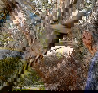 NEW TOUR - Kangaroo Island Road to Recovery Tour 1 Day/1 Night - Accommodation Newcastle