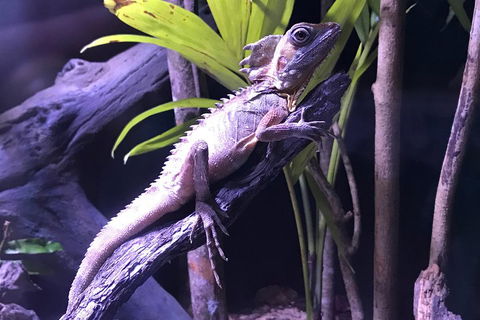 Cairns Aquarium Admission Ticket - Accommodation Newcastle 0