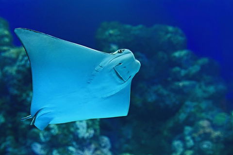 Cairns Aquarium Admission Ticket - Accommodation Newcastle 2