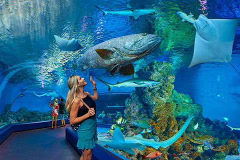 Cairns Aquarium Admission Ticket - Accommodation Newcastle 3