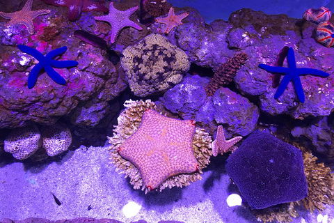 Cairns Aquarium Admission Ticket - Accommodation Newcastle 5