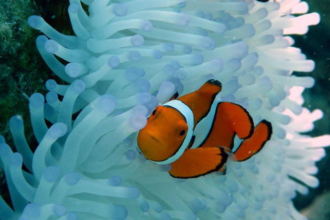 Seastar Luxury Outer Great Barrier Reef Island And Reef Tour From Cairns - Accommodation Newcastle 0